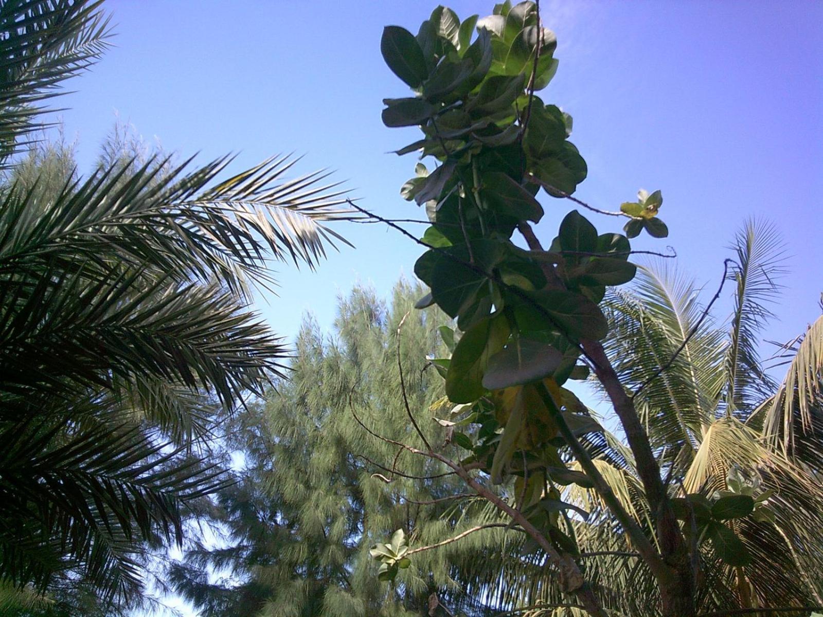 Mangrove Beach Sanyang Екстер'єр фото