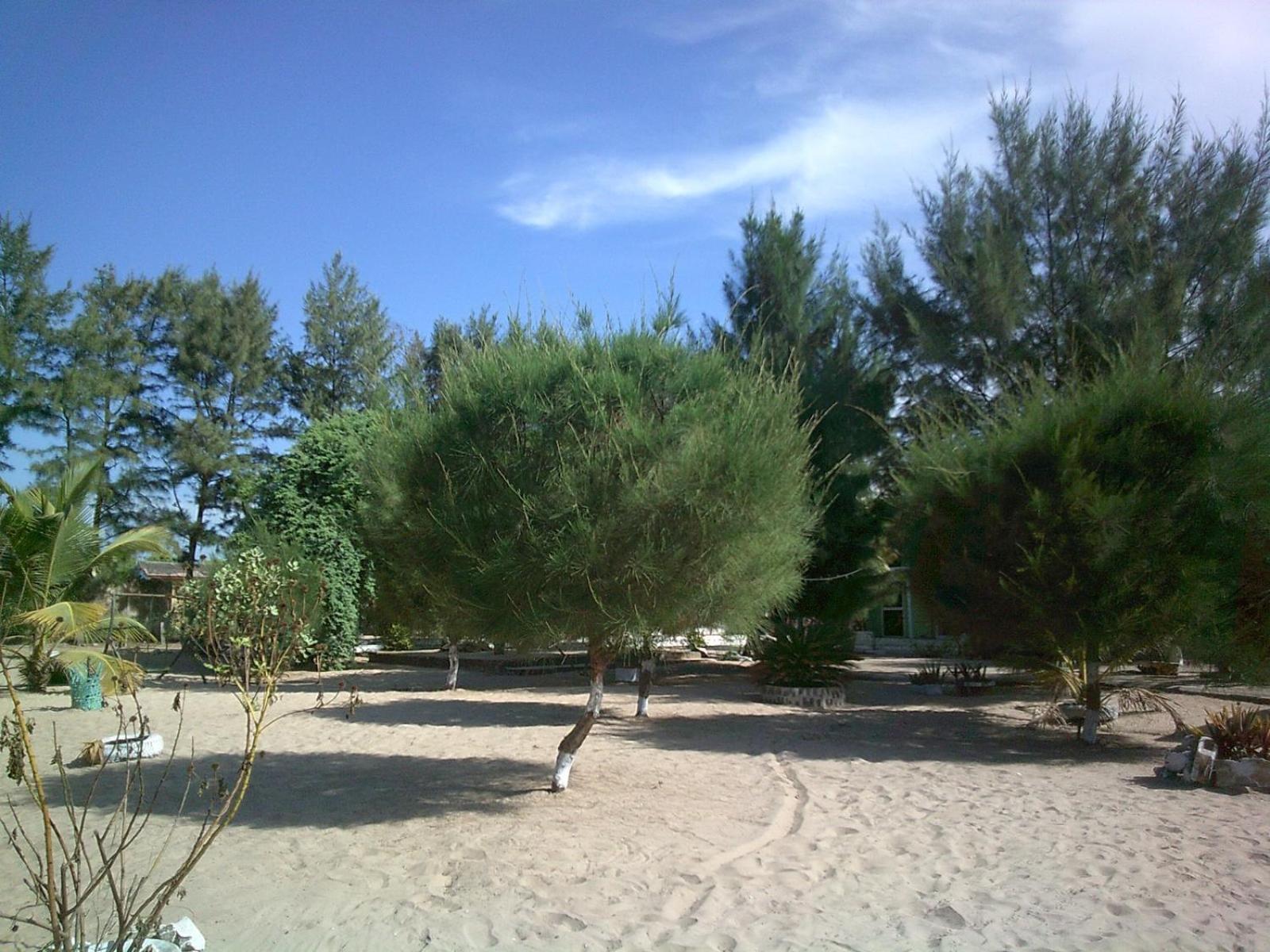 Mangrove Beach Sanyang Екстер'єр фото