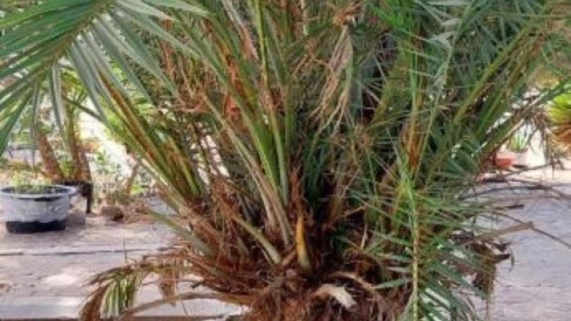 Mangrove Beach Sanyang Екстер'єр фото